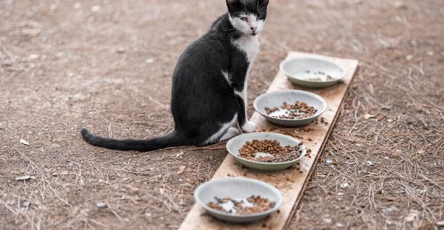 Why Does Your Cat Scratch the Floor Around Its Food Bowl?