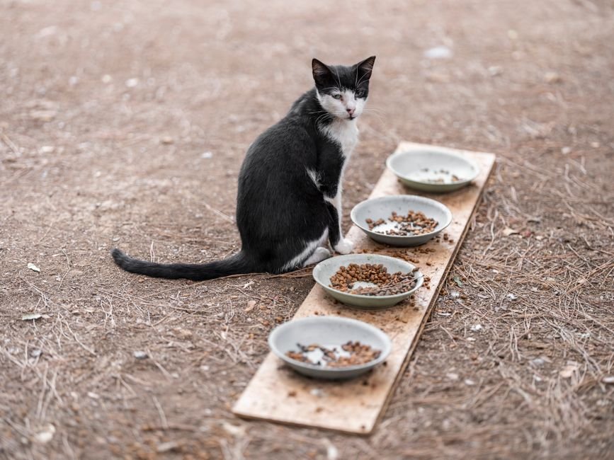 Cat scratching floor near food bowl