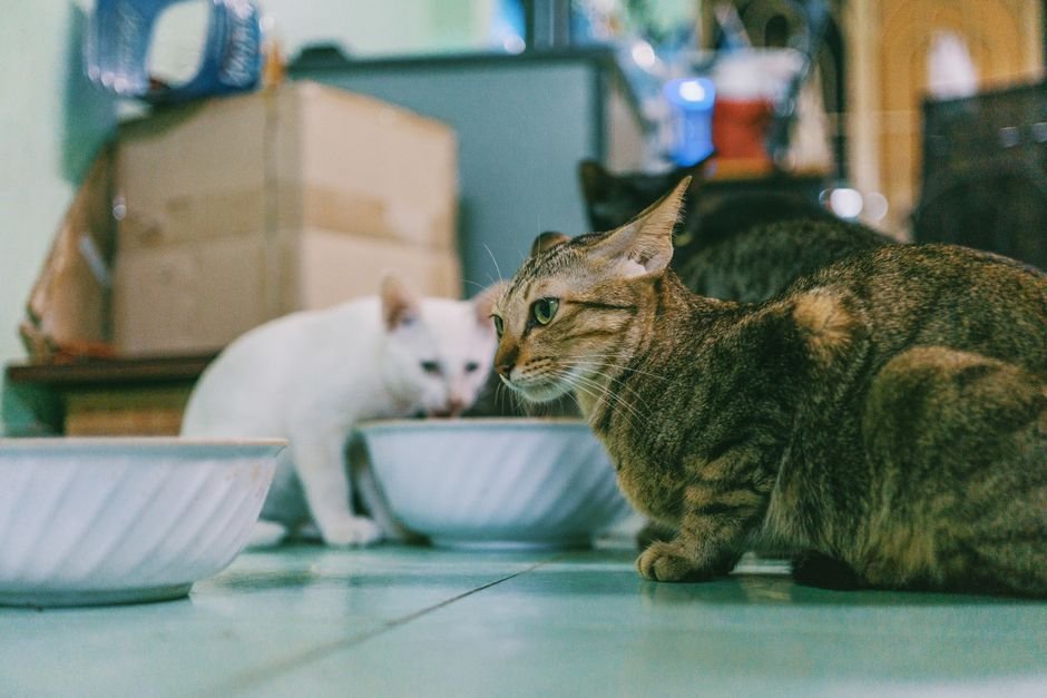 Cat eating from a wide shallow bowl