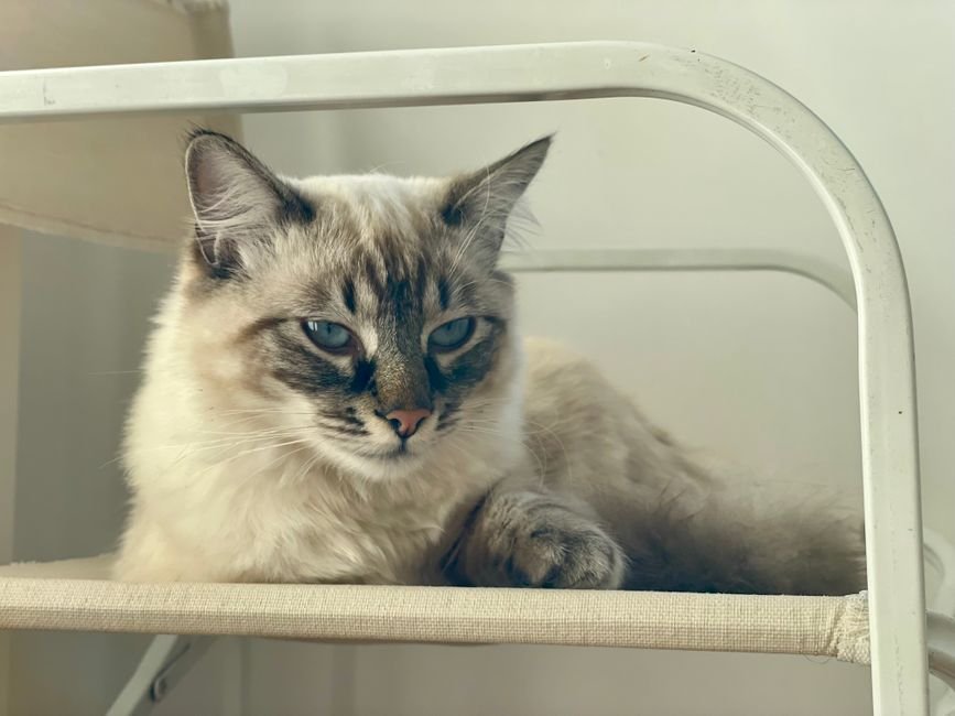 Relaxed cat after meal